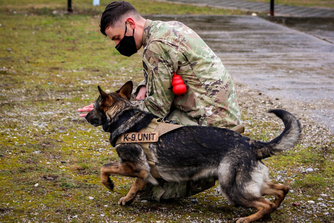 A soldier kneels next to a military working dog.