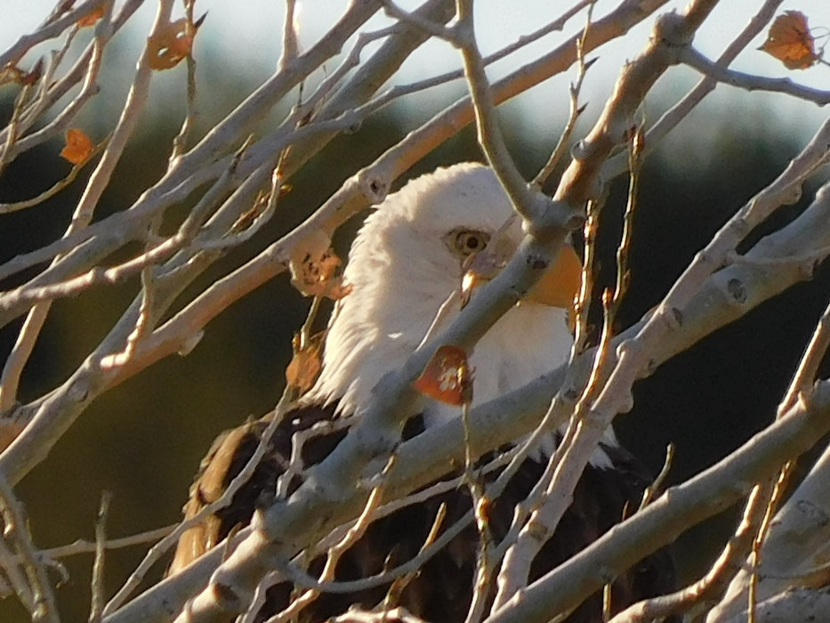 A mature bald eagle is seen behind some branches at the boat ramp recreation area, Santa Rosa Lake, Dec. 7, 2020. Photo by Paul Sanchez.