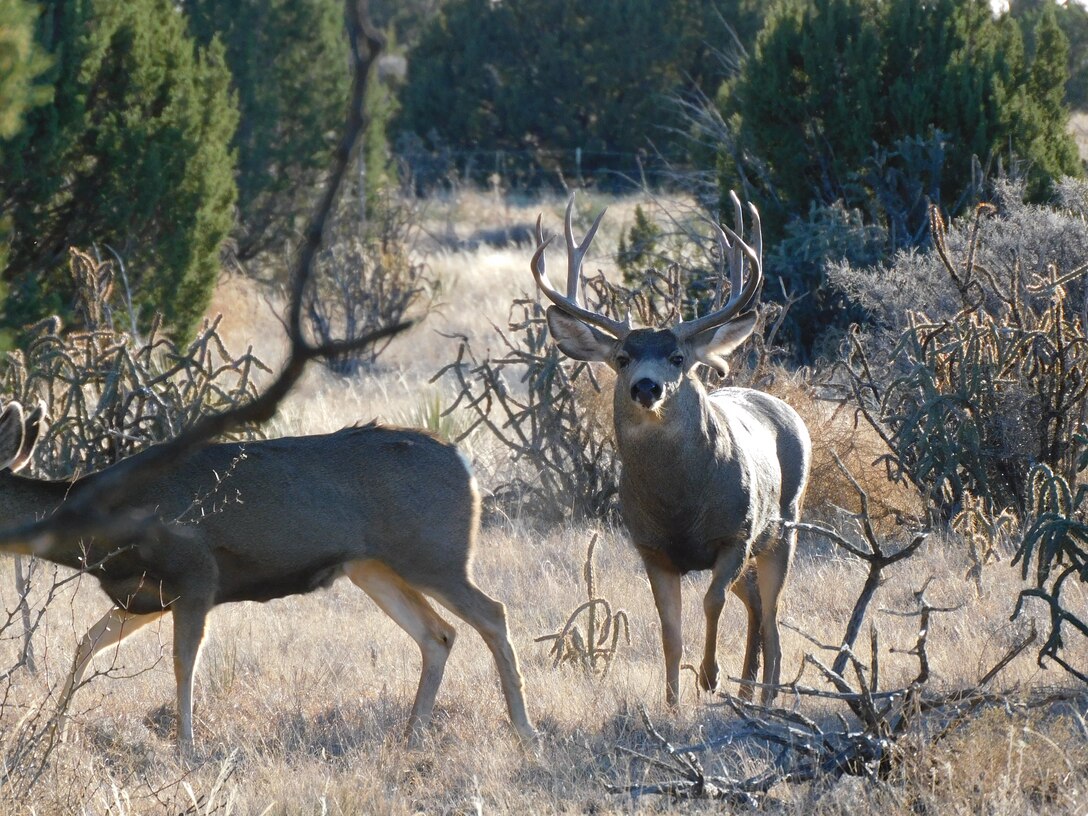 SANTA ROSA LAKE, N.M. – A New Mexico mule deer in the project’s backcountry stares at the camera, Dec. 7, 2020.