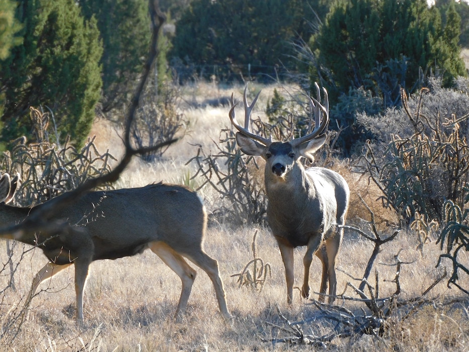 A New Mexico mule deer in the Santa Rosa Lake and Dam project’s backcountry stares at the camera, Dec. 7, 2020. Photo by Paul Sanchez.
