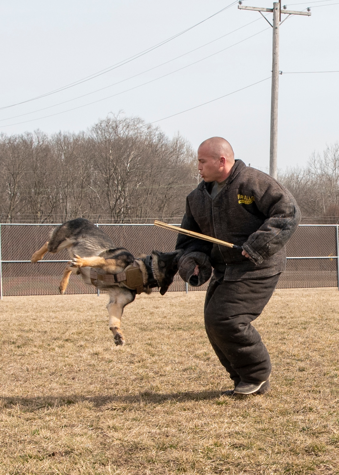 Military Working Dog Flex looks up at his handler