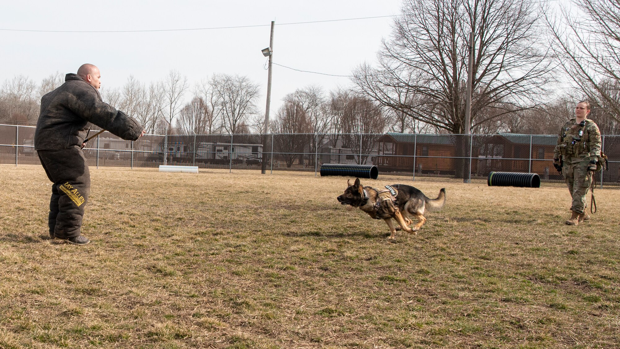 Military Working Dog Flex looks up at his handler