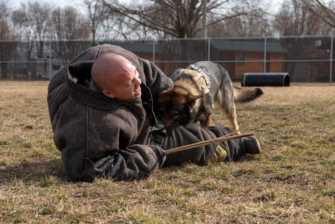Military Working Dog Flex looks up at his handler