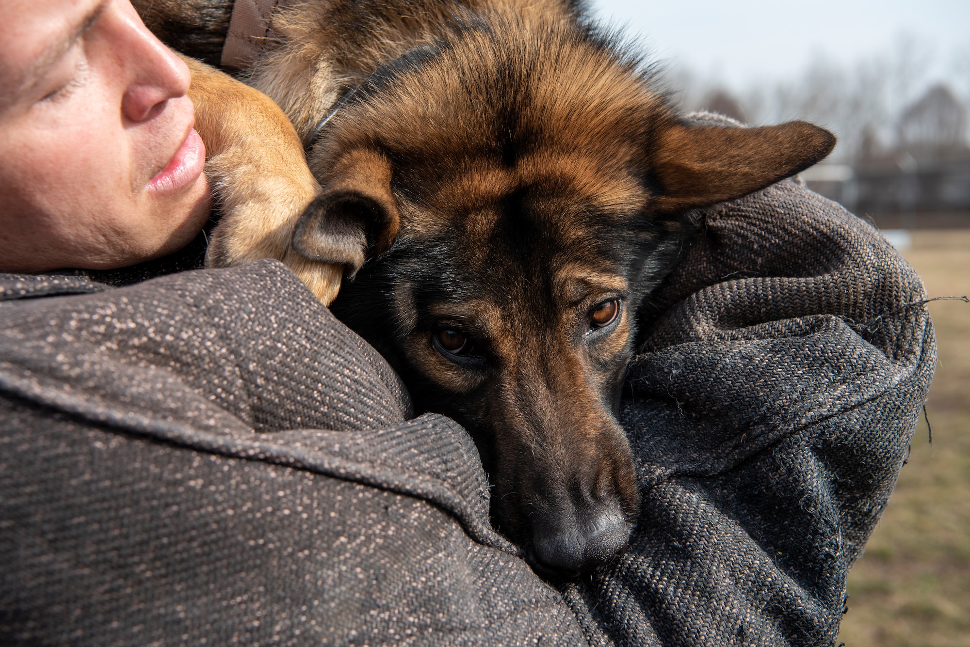 Military Working Dog Flex looks up at his handler