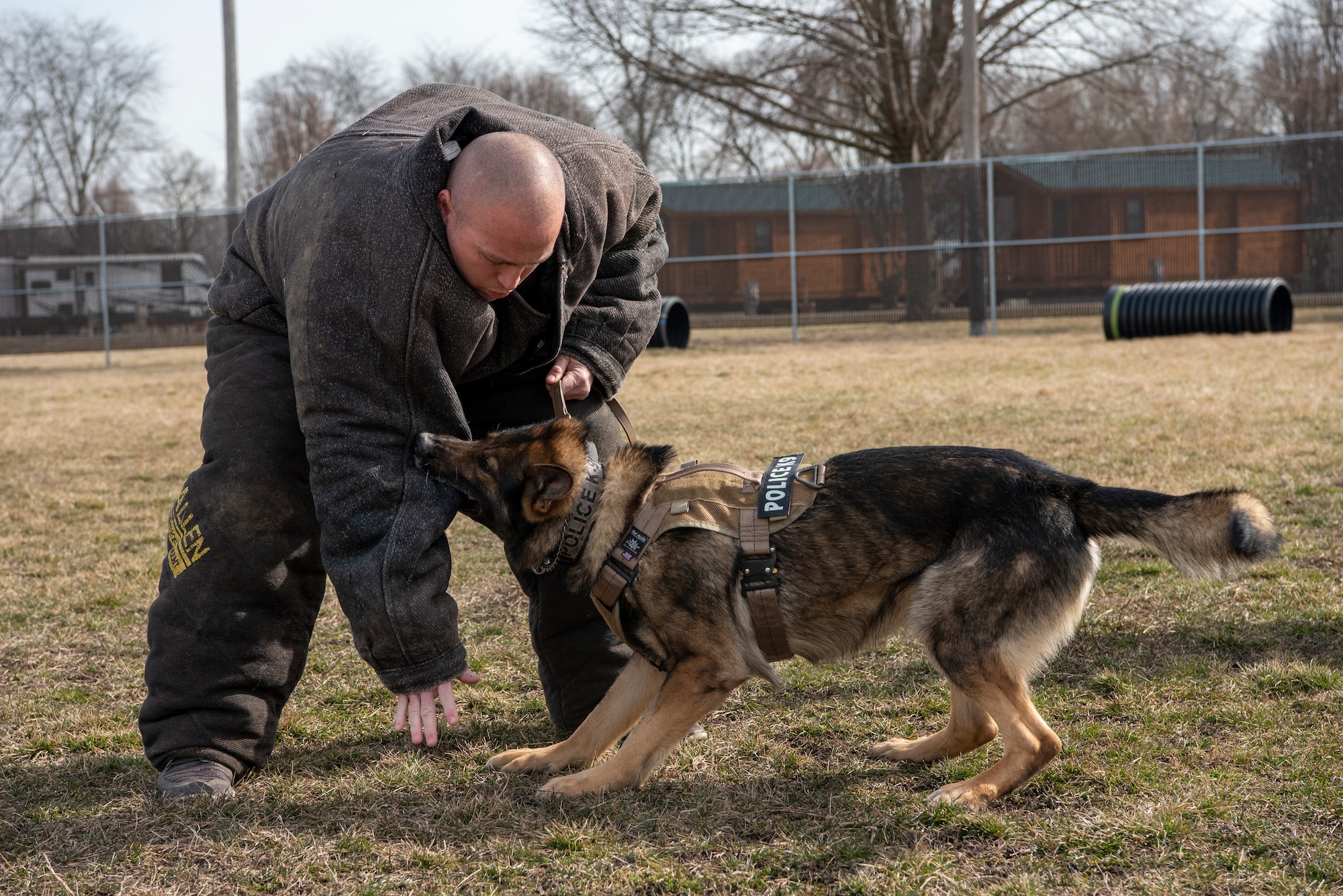 Military Working Dog Flex looks up at his handler