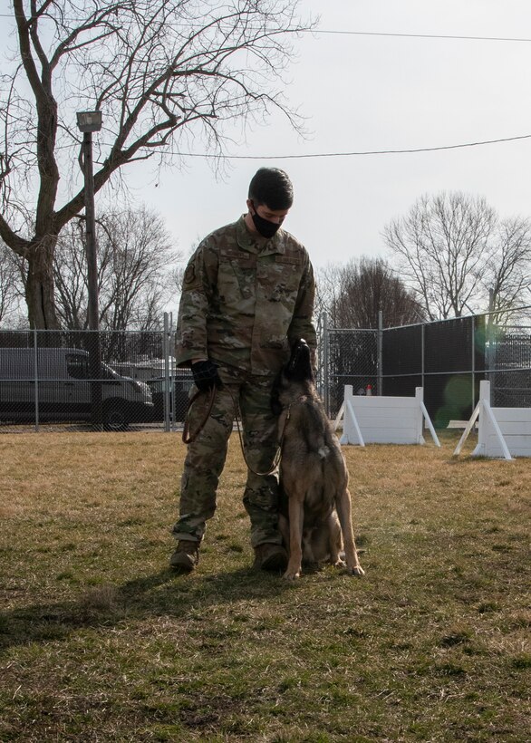 Military Working Dog Flex looks up at his handler