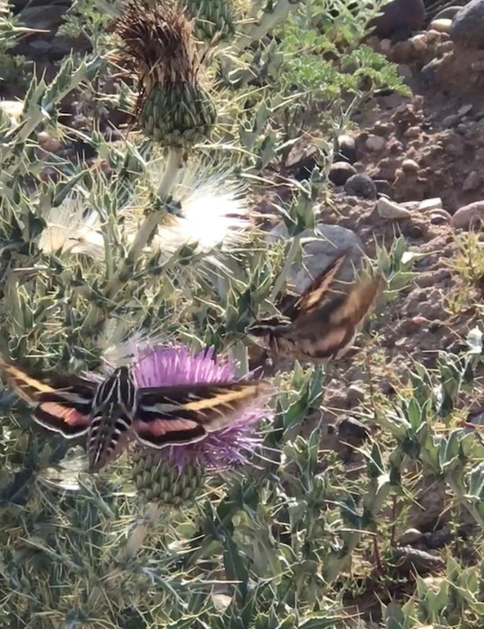 Two hawk moths feed on a thistle at Cochiti Lake, July 2019. Photo by Wesley Myers.