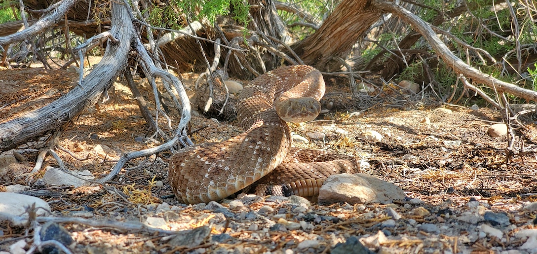 COCHITI LAKE, N.M. – This western diamondback rattlesnake (crotalus atrox) was found near the Cochiti Lake campground, Aug. 15, 2020.