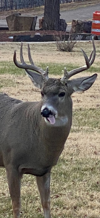 This buck just happened to stick out his tongue when the photographer took the photo of him in the front yard of the district’s admin building at Conchas Lake, Nov. 27, 2020. Maybe he had enough photos for the day? Photo by Nadine Carter.