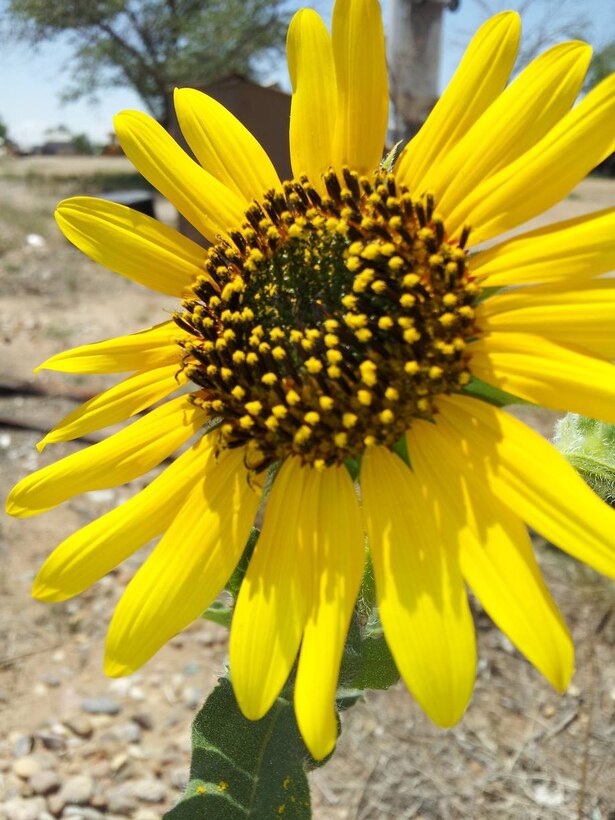 CONCHAS DAM, N.M – A closeup view of a wild sunflower in the South Side Juniper Day Use area, Aug. 23, 2020.