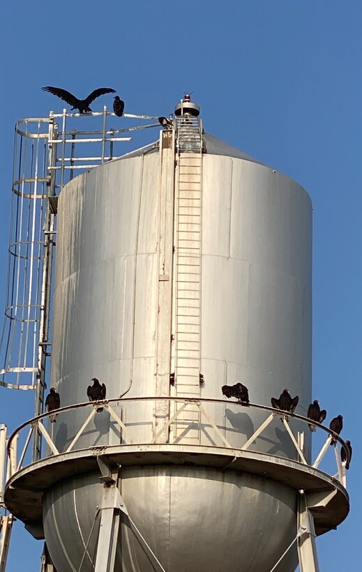 CONCHAS LAKE, N.M. – Turkey buzzards sit on top of the old water tower to get some sunshine in the early morning of Sept. 16, 2020.