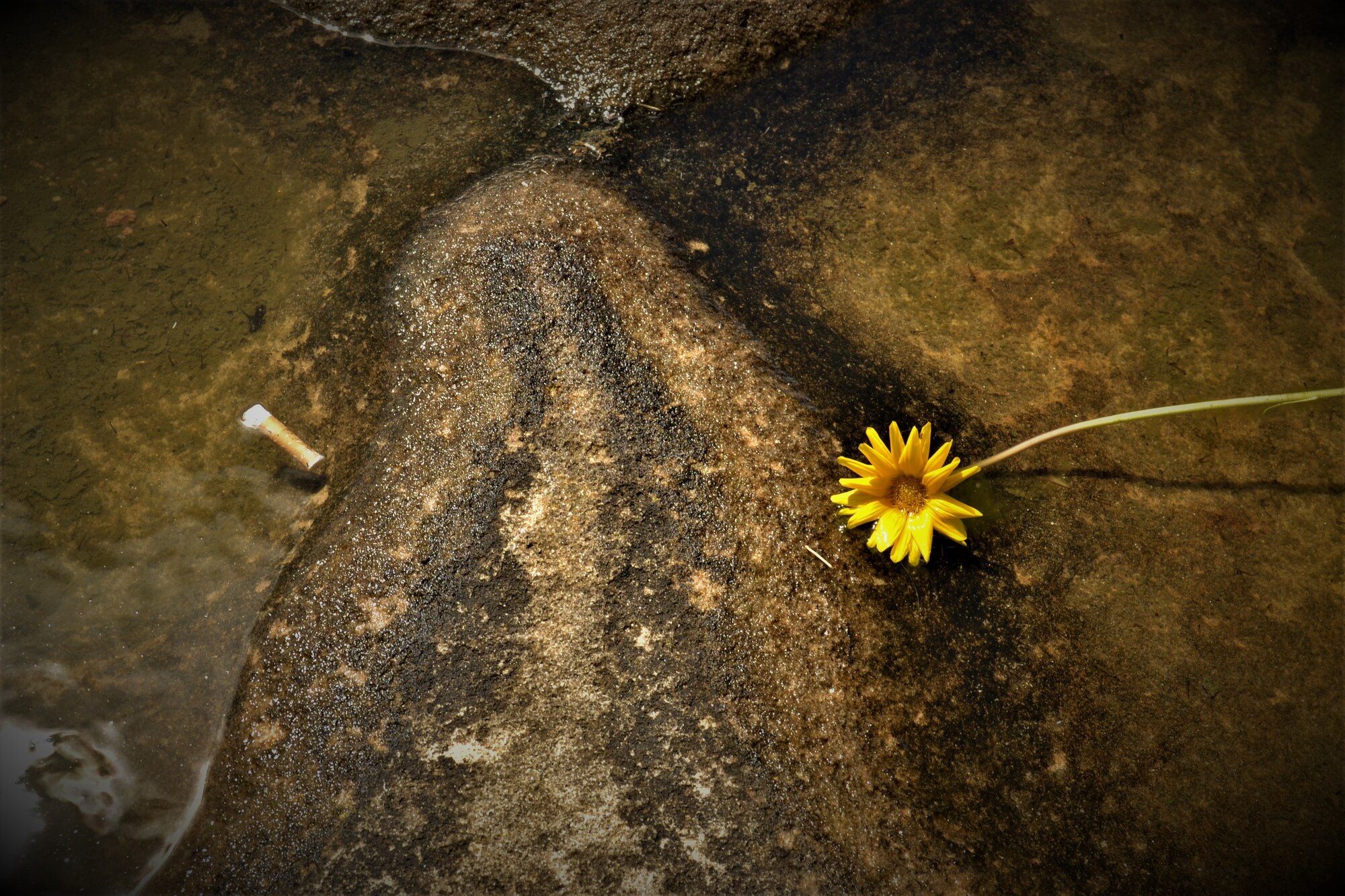 Photo shows a cigarette butt and a flower floating in water on the street.