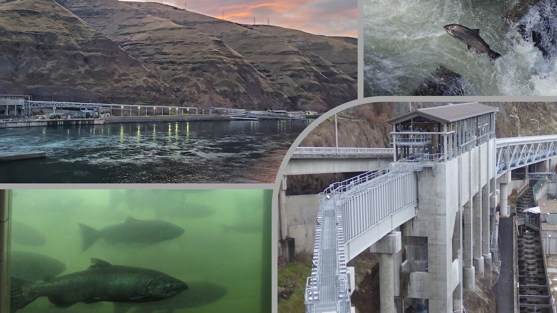 The Corps of Engineers recognizes that fish have significant cultural, natural, economical and recreational importance to our Nation.  Many dams have fish ladders and juvenile bypass systems already installed, and investments are continuing to be made to improve fish passage.  The bypass system at Lower Granite Dam (above) is similar to systems at many other Corps dams.  The juvenile salmon and steelhead collected by these systems are loaded on to barges and transported down the Snake and Columbia Rivers to the Pacific Ocean.