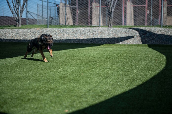Bady 2, 9th Security Forces Squadron military working dog runs across a training area on Beale Air Force Base.