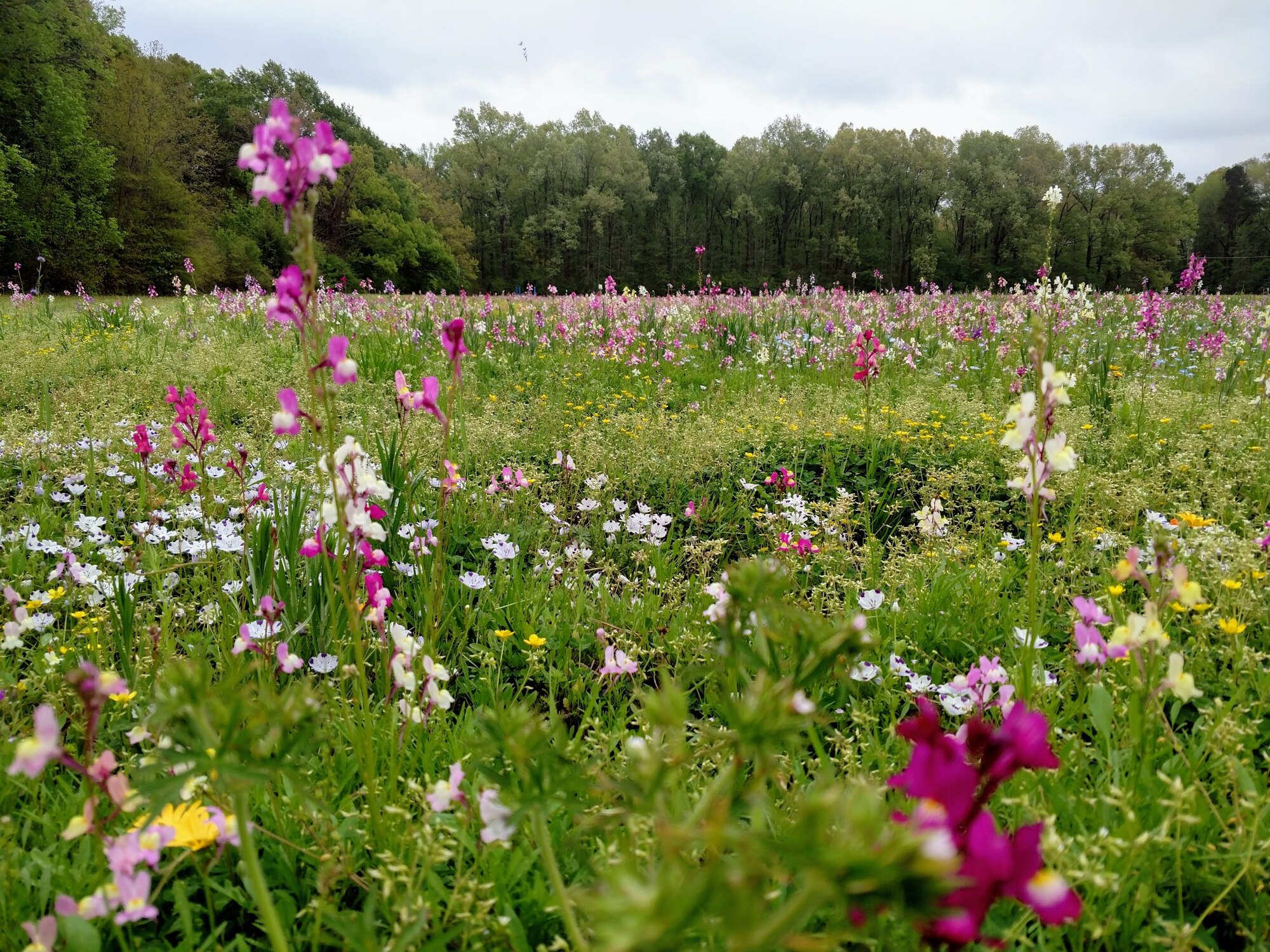 Wildflower field on East Reservation planted by Barksdale Natural Resources – taken by Kate Hasapes (2018)