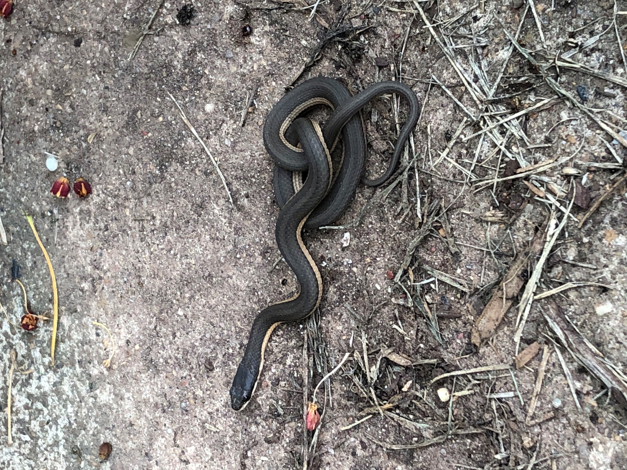 Grahams crayfish snake – taken by Sarah Sullivan (2020) BAFB