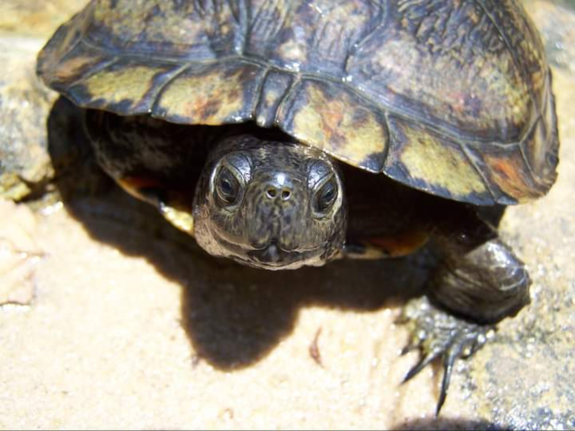 Painted turtle – taken by Kate Hasapes (2006) Fort Benning, GA