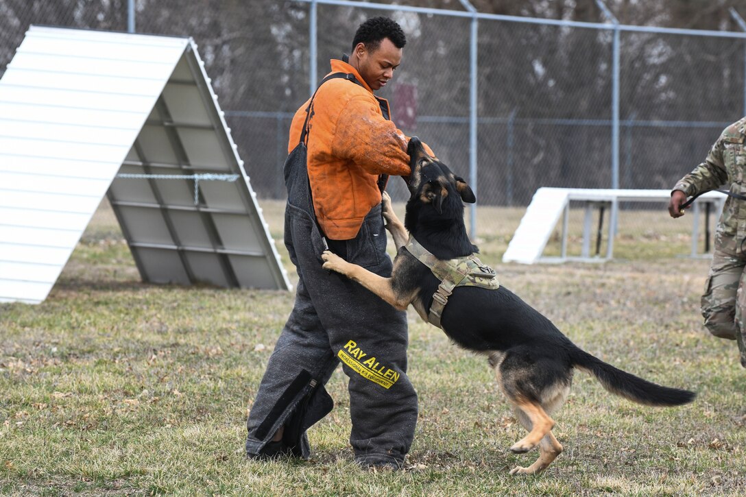 A German Shepard military working dog bites an acting perpetrator wearing a bite suit during a bite demonstration.