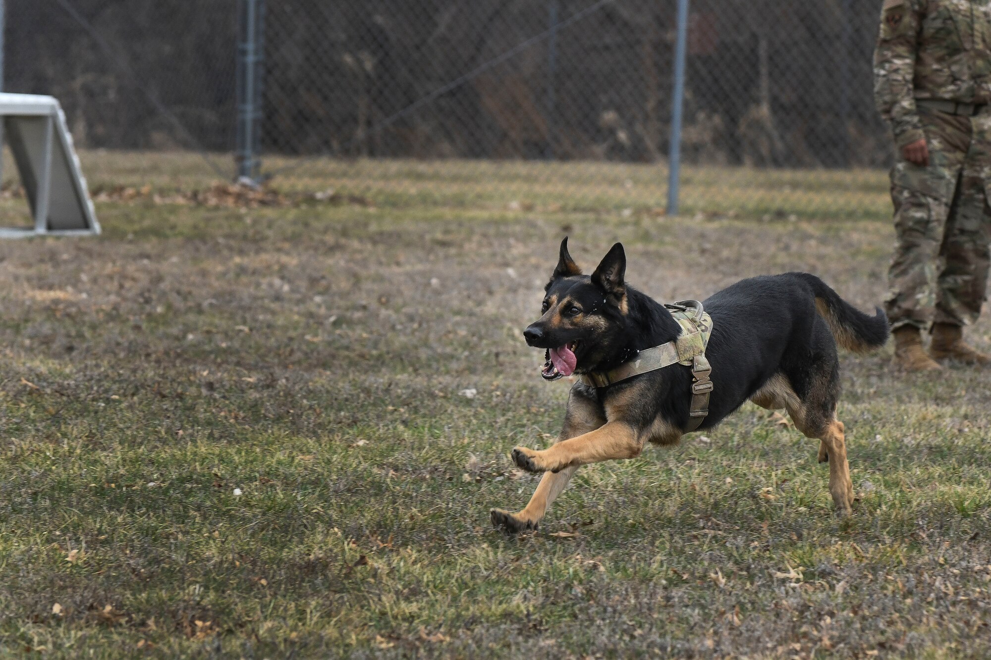 A German Shepard military working dog runs during a demonstration.