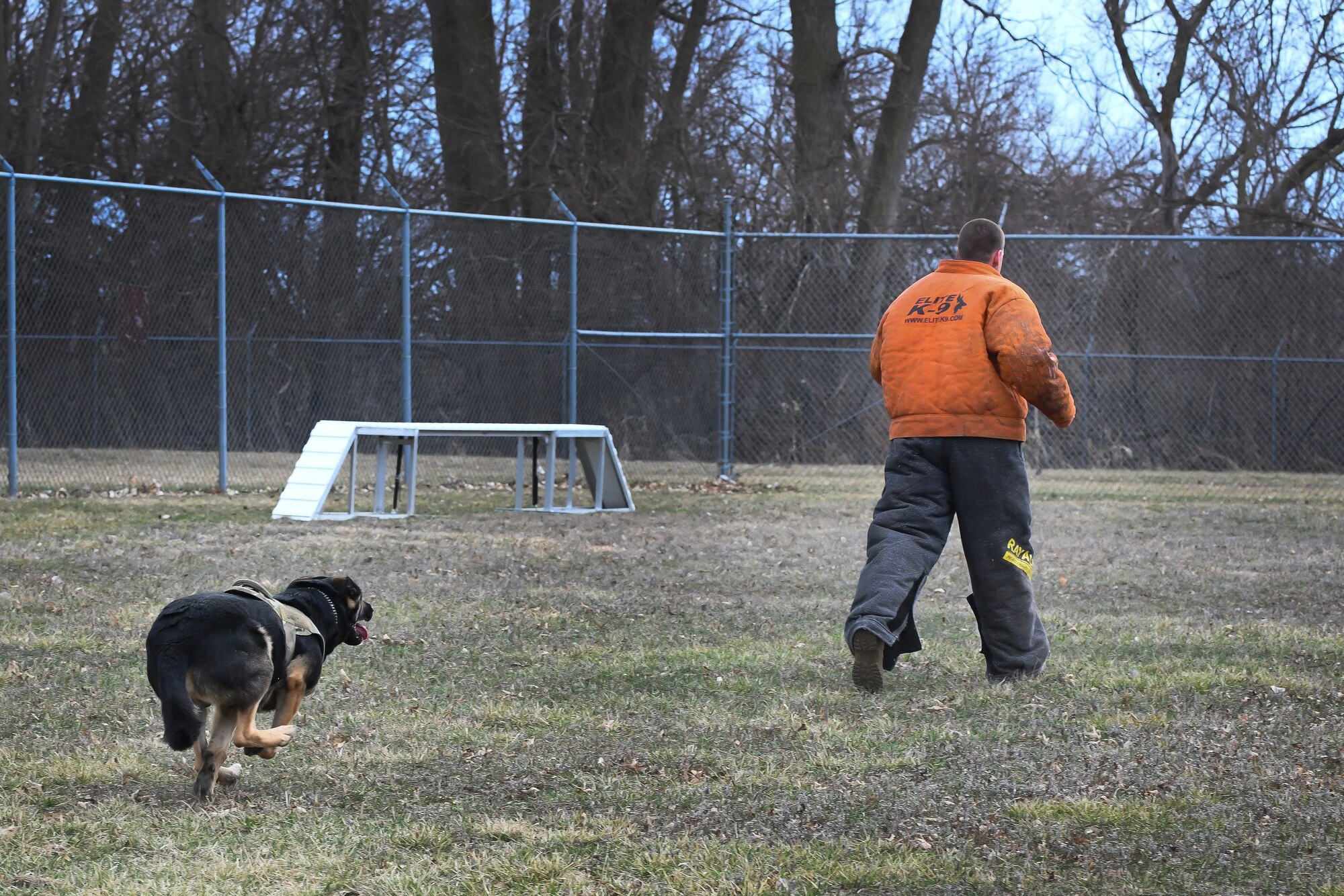 A German Shepard military working dog chases after someone wearing a bite suit during a demonstration.