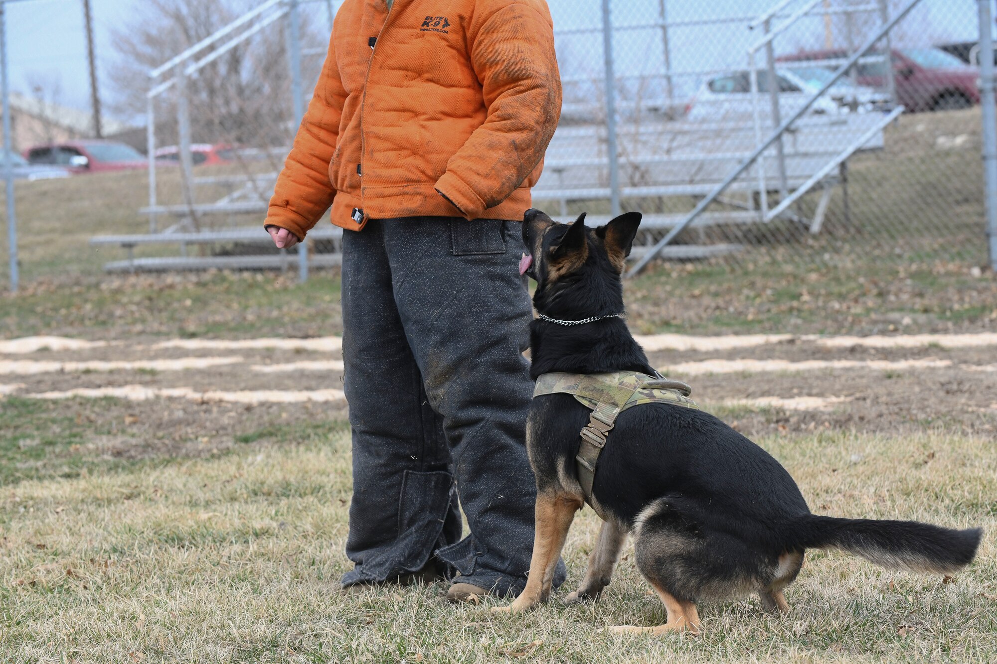 A German Shepard military working dog sits next to a person wearing a bite suit during a demonstration