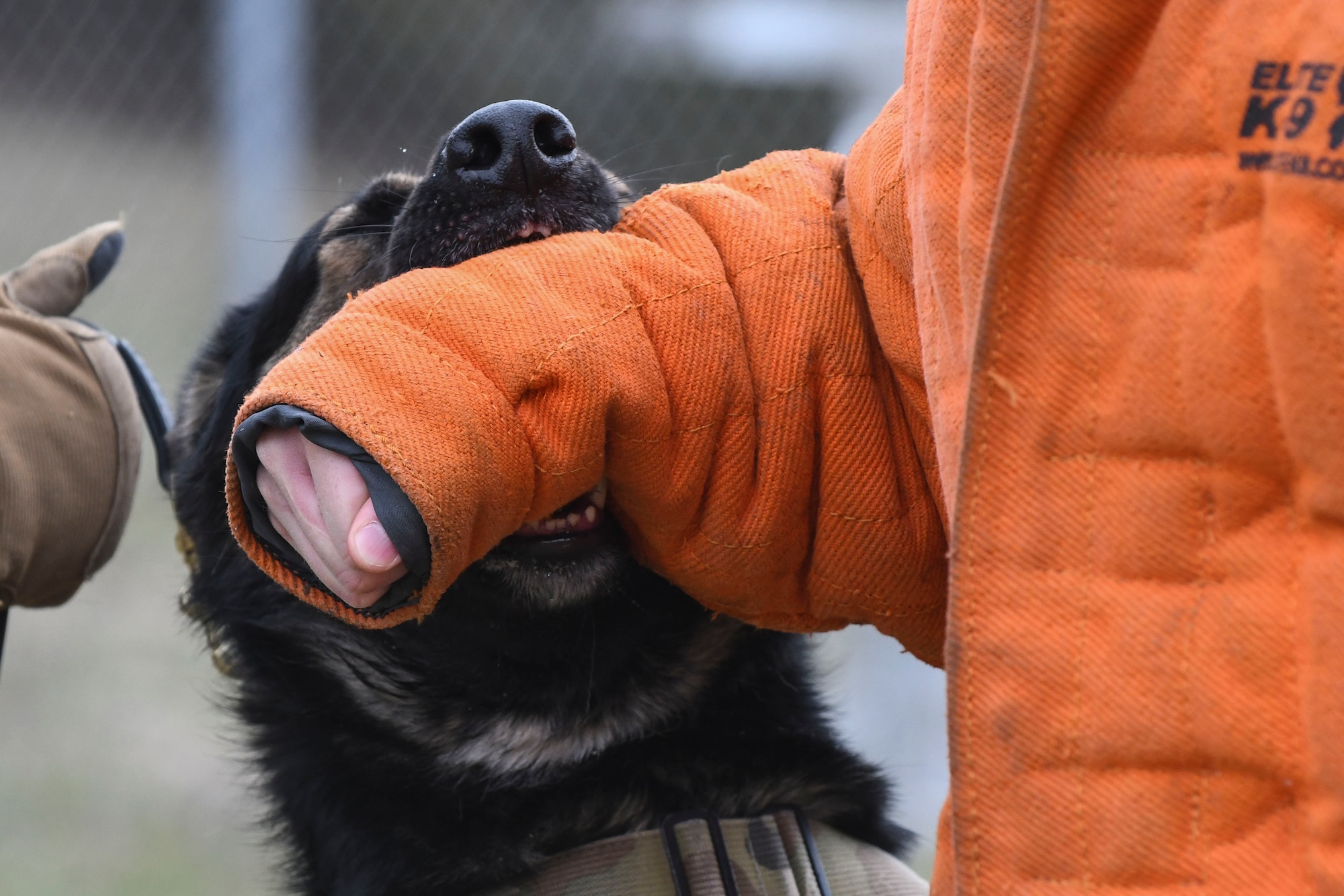 A German Shepard military working dog bites the arm of a bite suit during a bite demonstration.