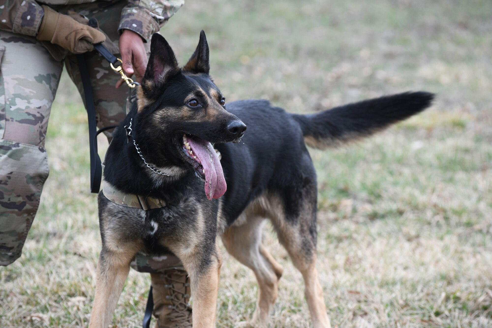 A german shepard  military working dog looks onward with his tongue hanging out as his handler is detaching his collar during a bite demonstration.