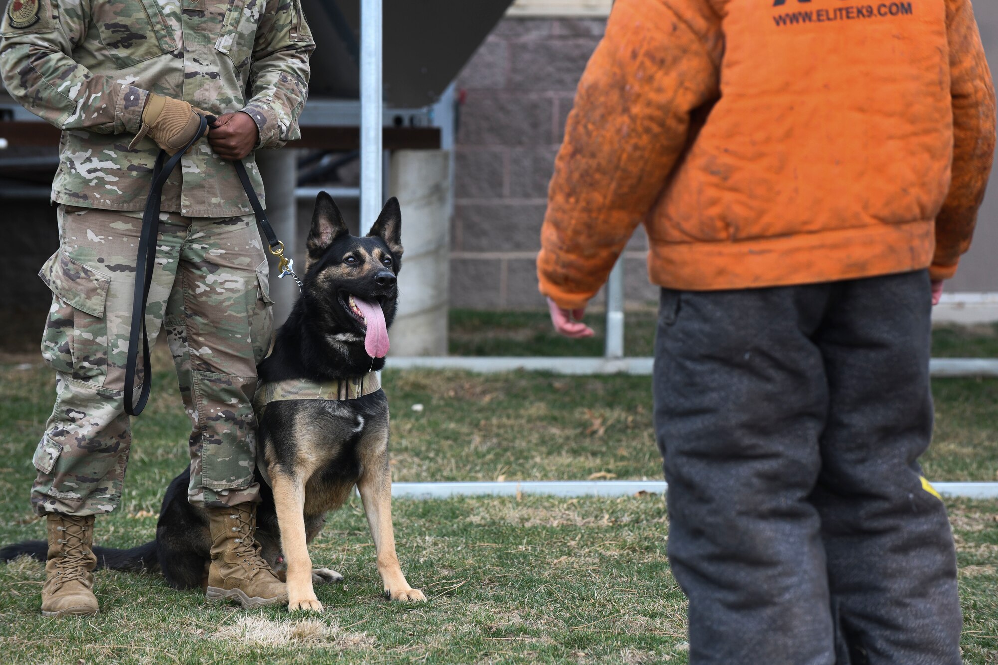A German Shepard military working dog stares at someone wearing a bite suit acting as a perpetrator during an interrogation while his handler stands beside him.