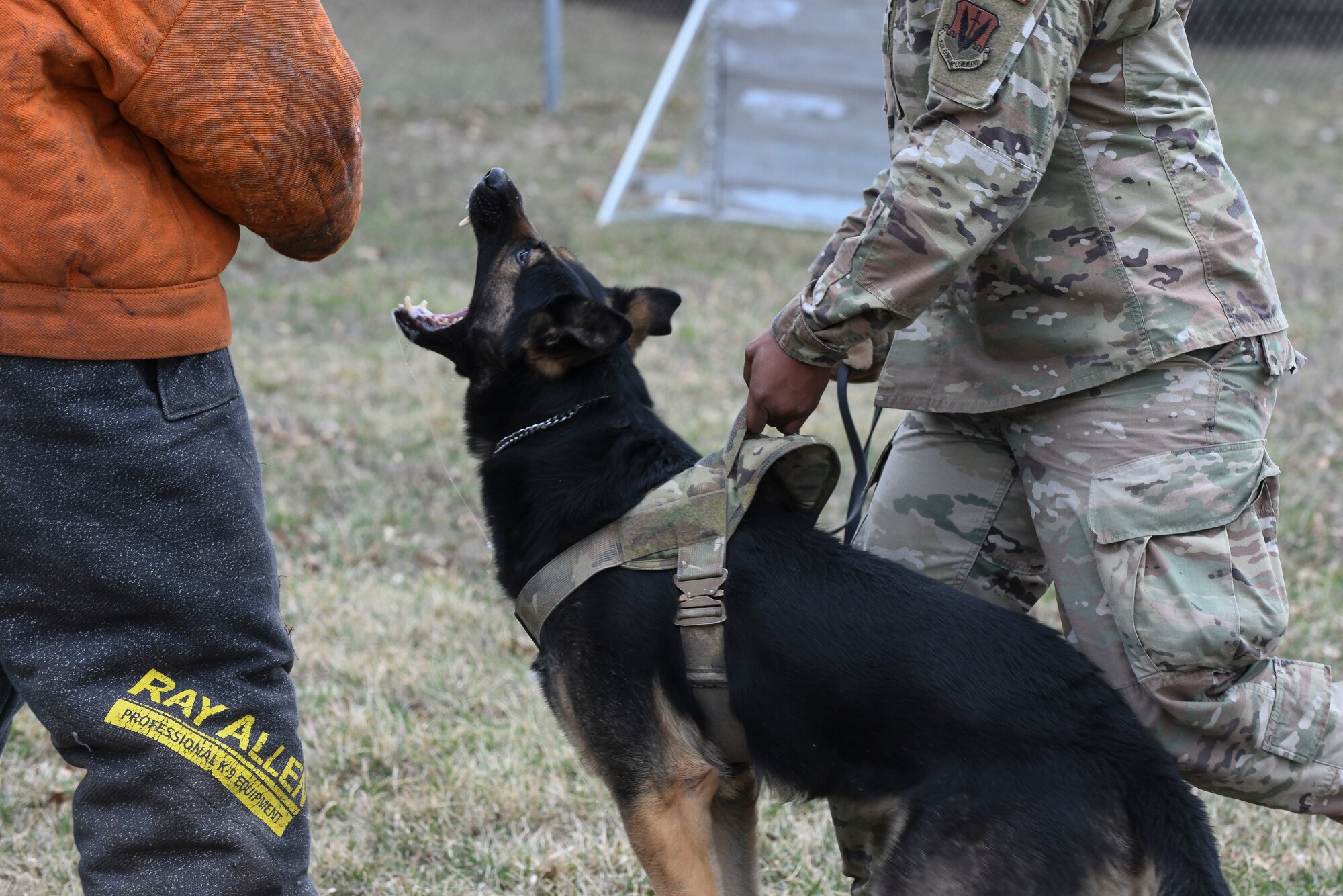 A German Shepard military working dog prepares to bite the arm of a bite suit during a bite demonstration.