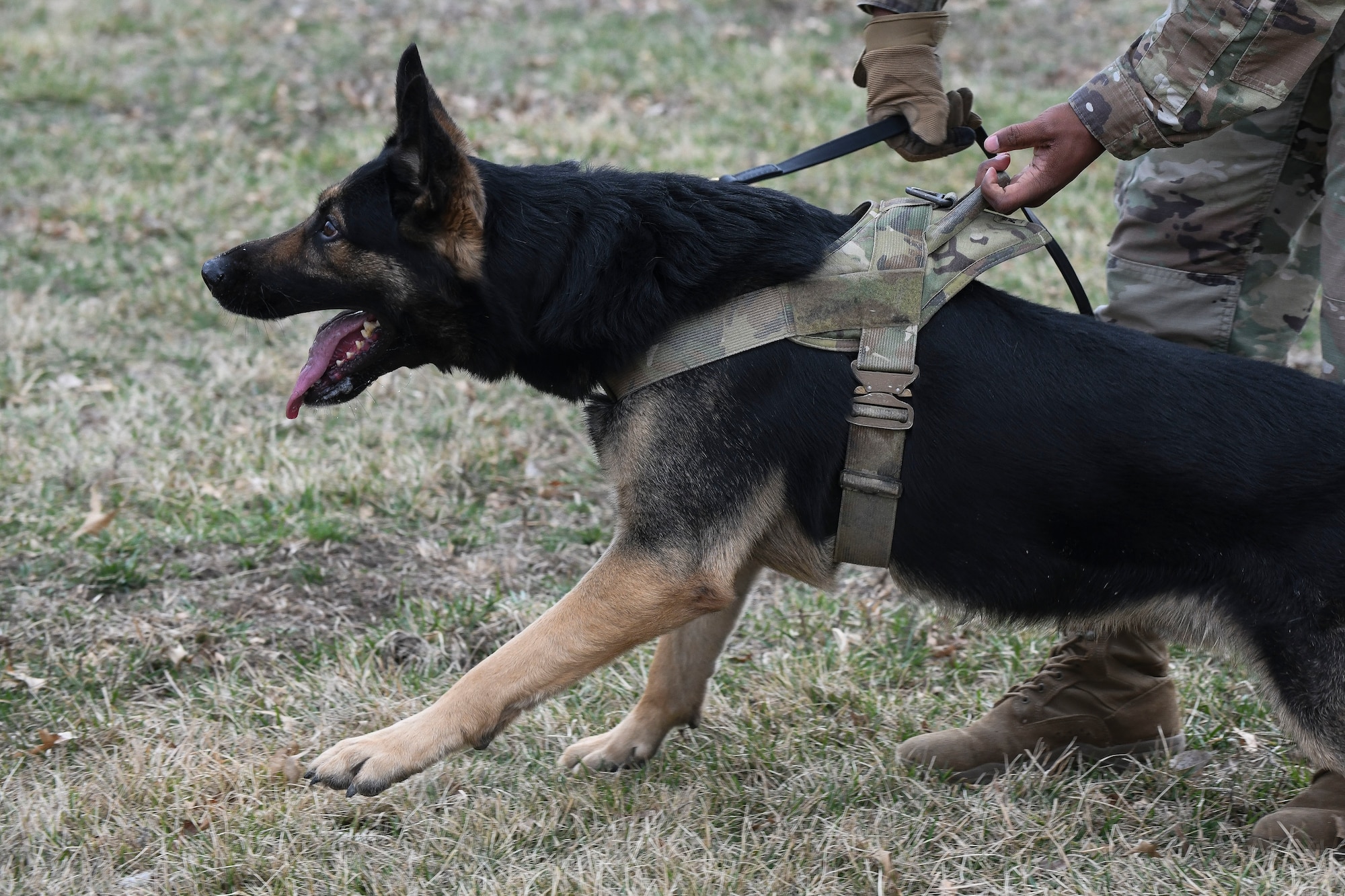 A German Shepard military working dog pulls away from his handler during a bite demonstration.