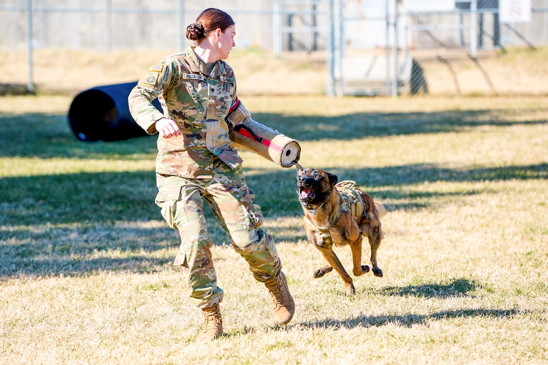A soldier trains a military working dog in a field.