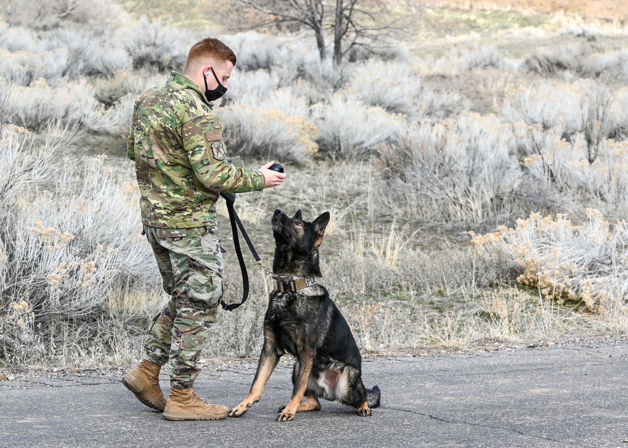 Staff Sgt. Patrick Cushing, a military working dog handler with the 75th Security Forces Squadron, rewards MWD Jimo during explosive device detection training March 10, 2021, at Hill Air Force Base, Utah. (U.S. Air Force photo by Cynthia Griggs)