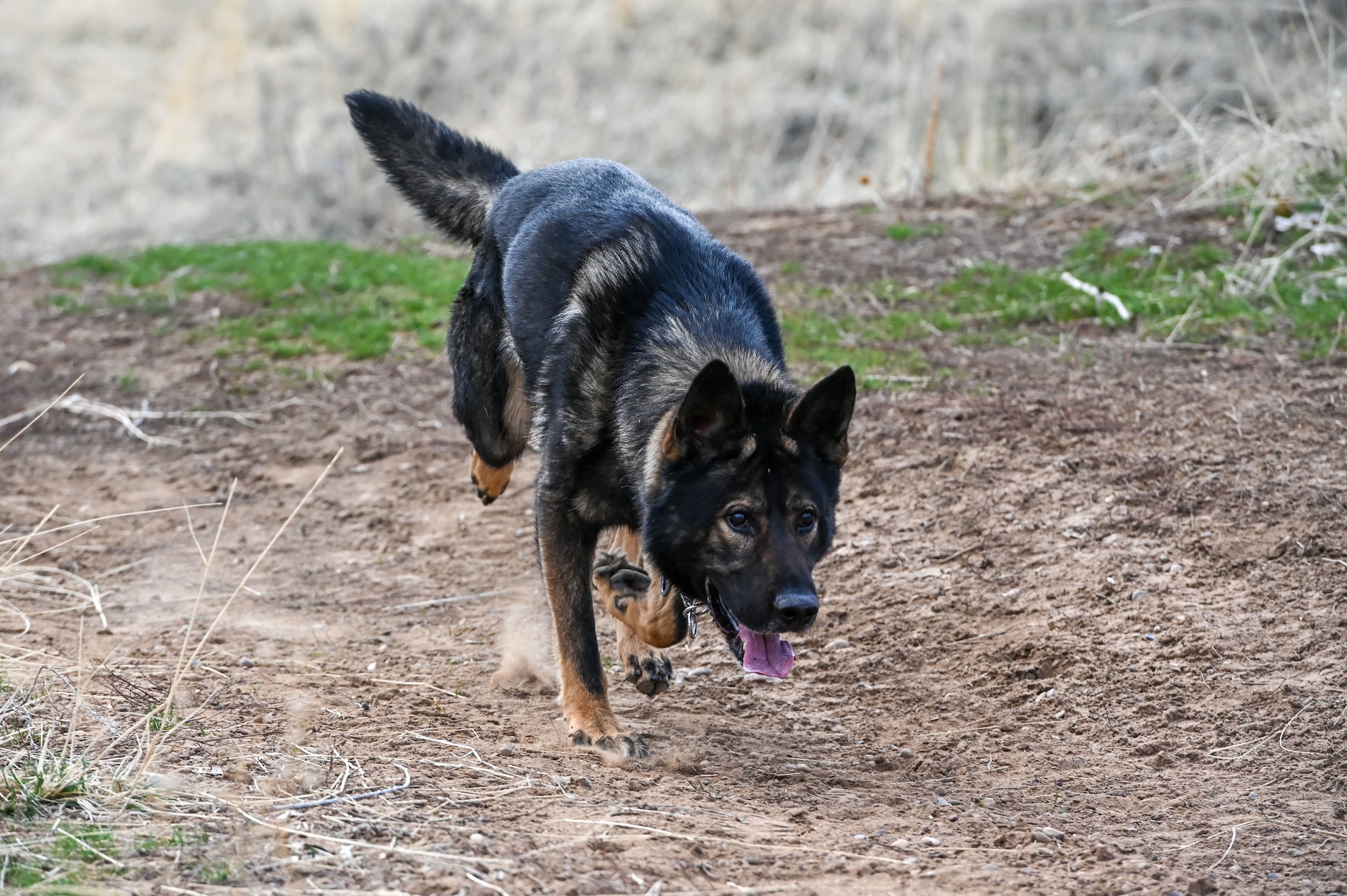 Military Working Dog Jimo, 75th Security Forces Squadron, sniffs for explosive making materials during training March 10, 2021, at Hill Air Force Base, Utah. (U.S. Air Force photo by Cynthia Griggs)