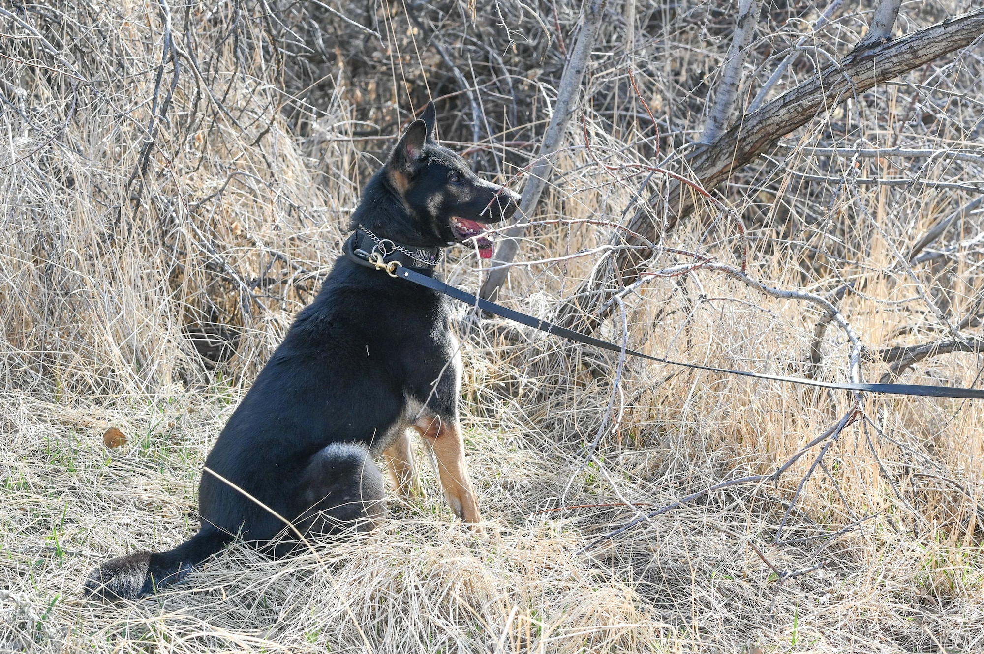 Military Working Dog Fules, 75th Security Forces Squadron, demonstrates an indication sign that he sniffed out explosive making materials during training March 10, 2021, at Hill Air Force Base, Utah.(U.S. Air Force photo by Cynthia Griggs)