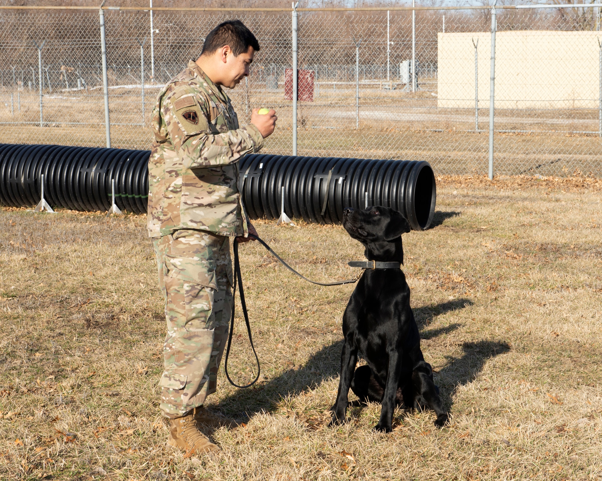 Air Force sergeant standing in front of military working dog holding a ball in his hand to keep the dog's attention