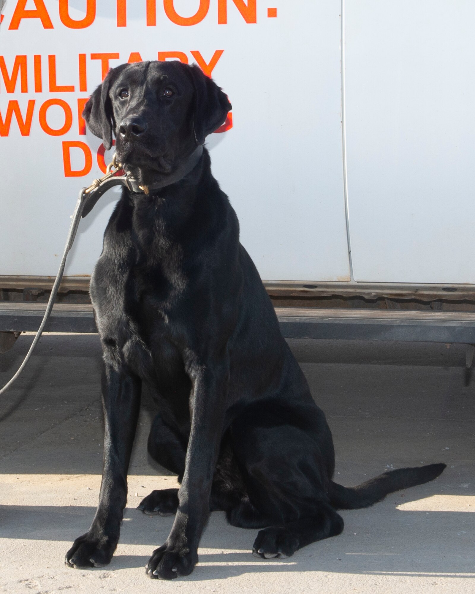 black labrador retriever dog sitting in front of 55th Security Forces Squadron police vehicle with the words Military Working Dog behind him