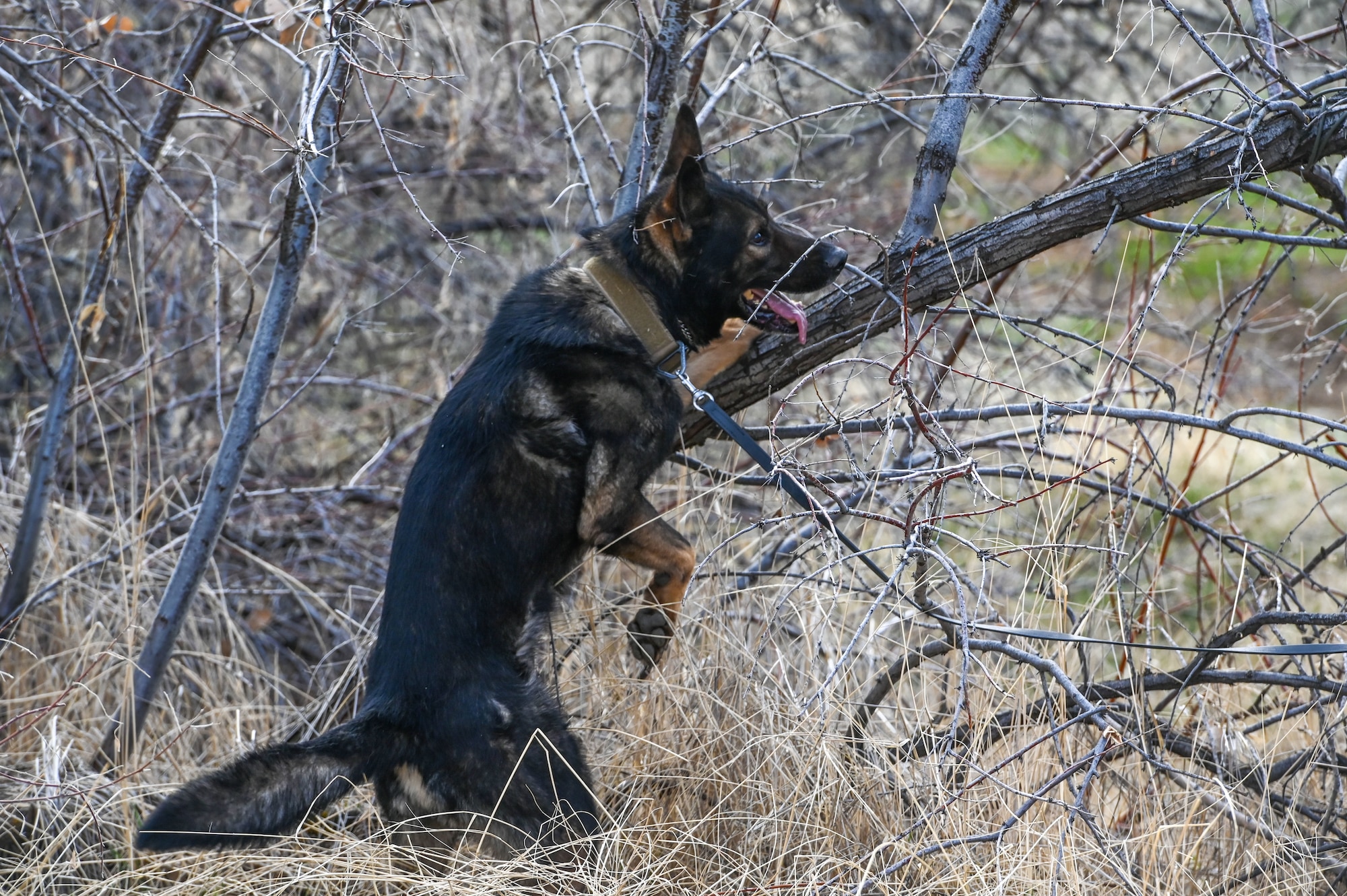 Military Working Dog Jimo, 75th Security Forces Squadron, sniffs out explosive making materials in a tree during training March 10, 2021, at Hill Air Force Base, Utah.(U.S. Air Force photo by Cynthia Griggs)
