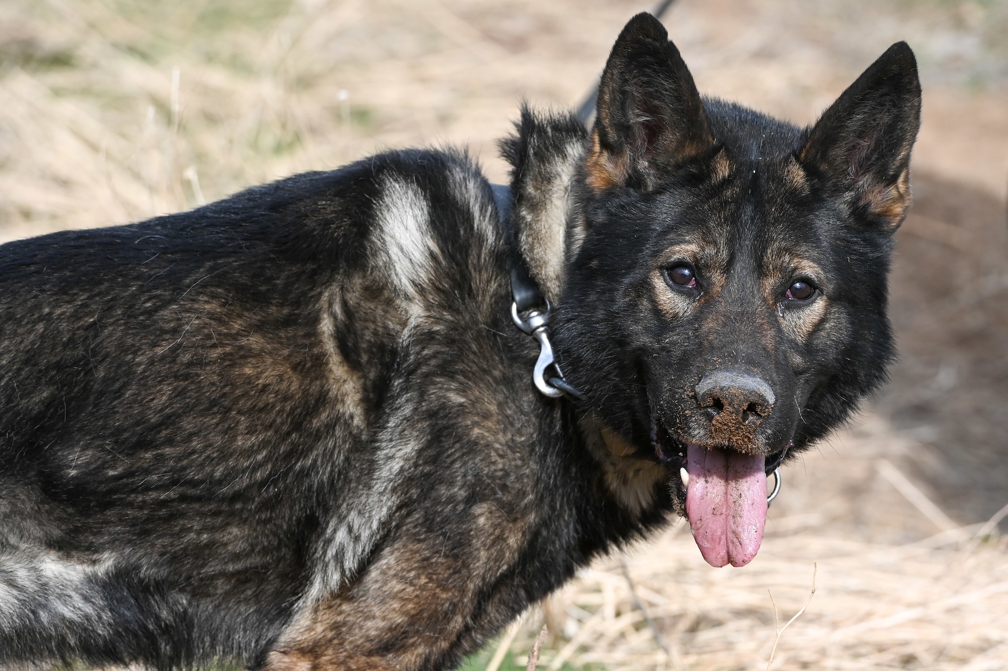 Military Working Dog Jimo, 75th Security Forces Squadron, during explosive detection training March 10, 2021, at Hill Air Force Base, Utah. (U.S. Air Force photo by Cynthia Griggs)