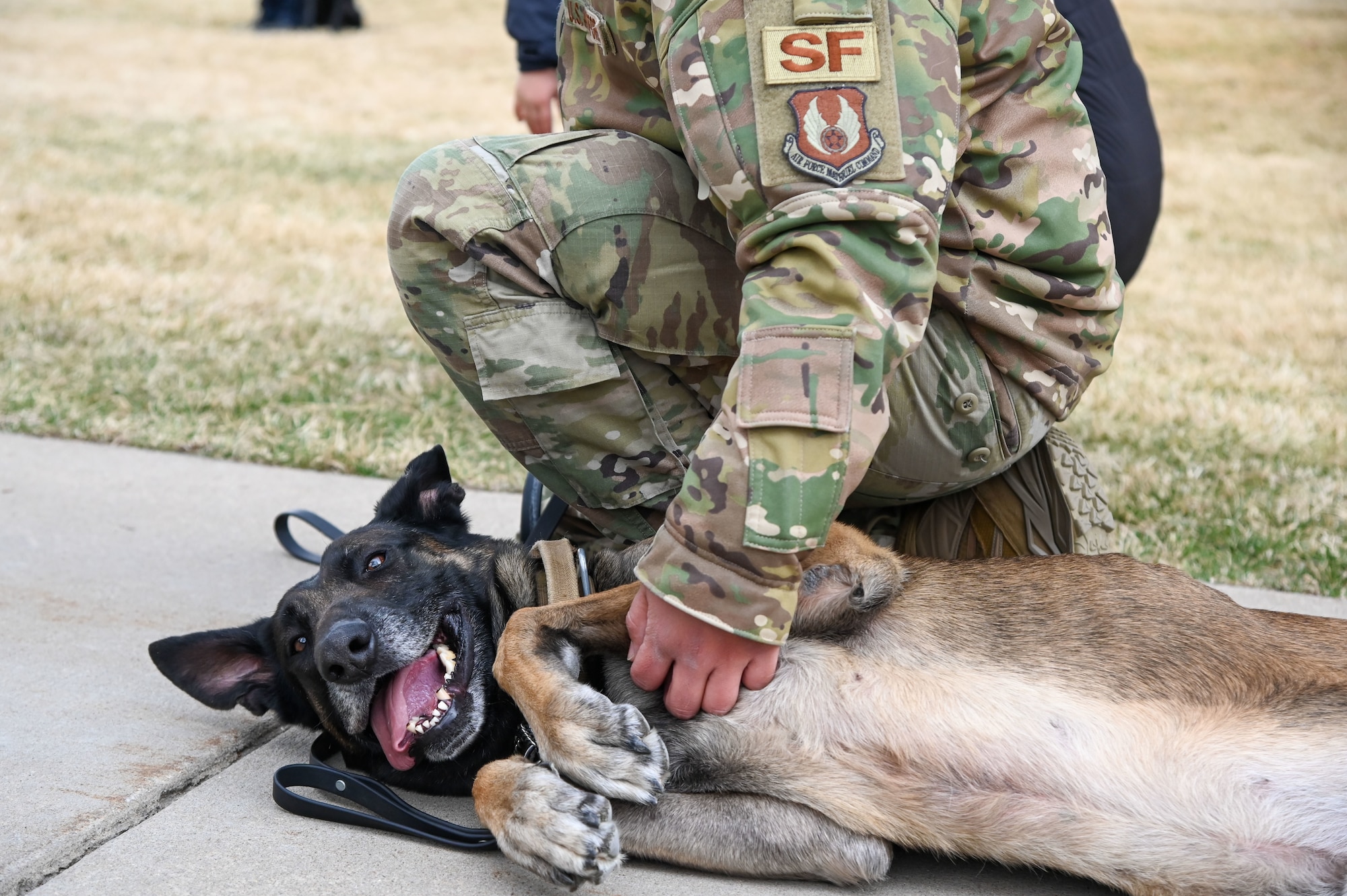 Staff Sgt. Juan Reyes,  75th Security Forces Squadron at Hill Air Force Base, Utah, pets Military Working Dog Cvoky, while attending the Vietnam Veterans War Dog Memorial dedication ceremony Mar. 13, 2021, in Layton, Utah. The memorial features a monument honoring war dogs that served during a time when they were forgotten. (U.S. Air Force photo by Cynthia Griggs)