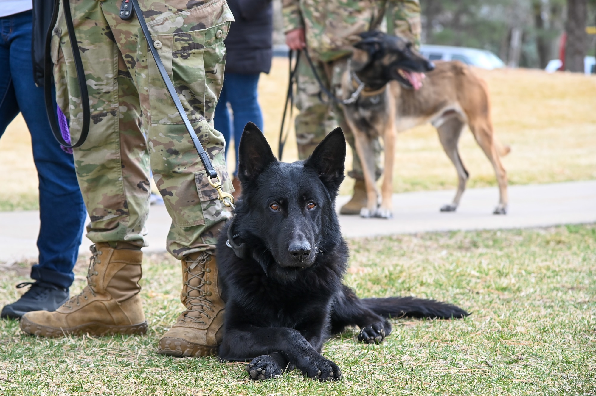 Military Working Dog Tusko, 75th Security Forces Squadron at Hill Air Force Base, Utah, attends the Vietnam Veterans War Dog Memorial dedication ceremony Mar. 13, 2021, in Layton, Utah. The memorial features a monument honoring war dogs that served during a time when they were forgotton. (U.S. Air Force photo by Cynthia Griggs)