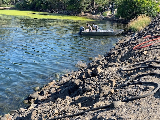 Two US Army Corps of Engineers employees inspect a flowering rush infestation from a boat.