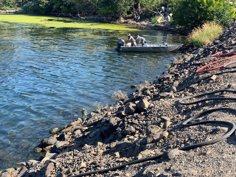 Two US Army Corps of Engineers employees inspect a flowering rush infestation from a boat.