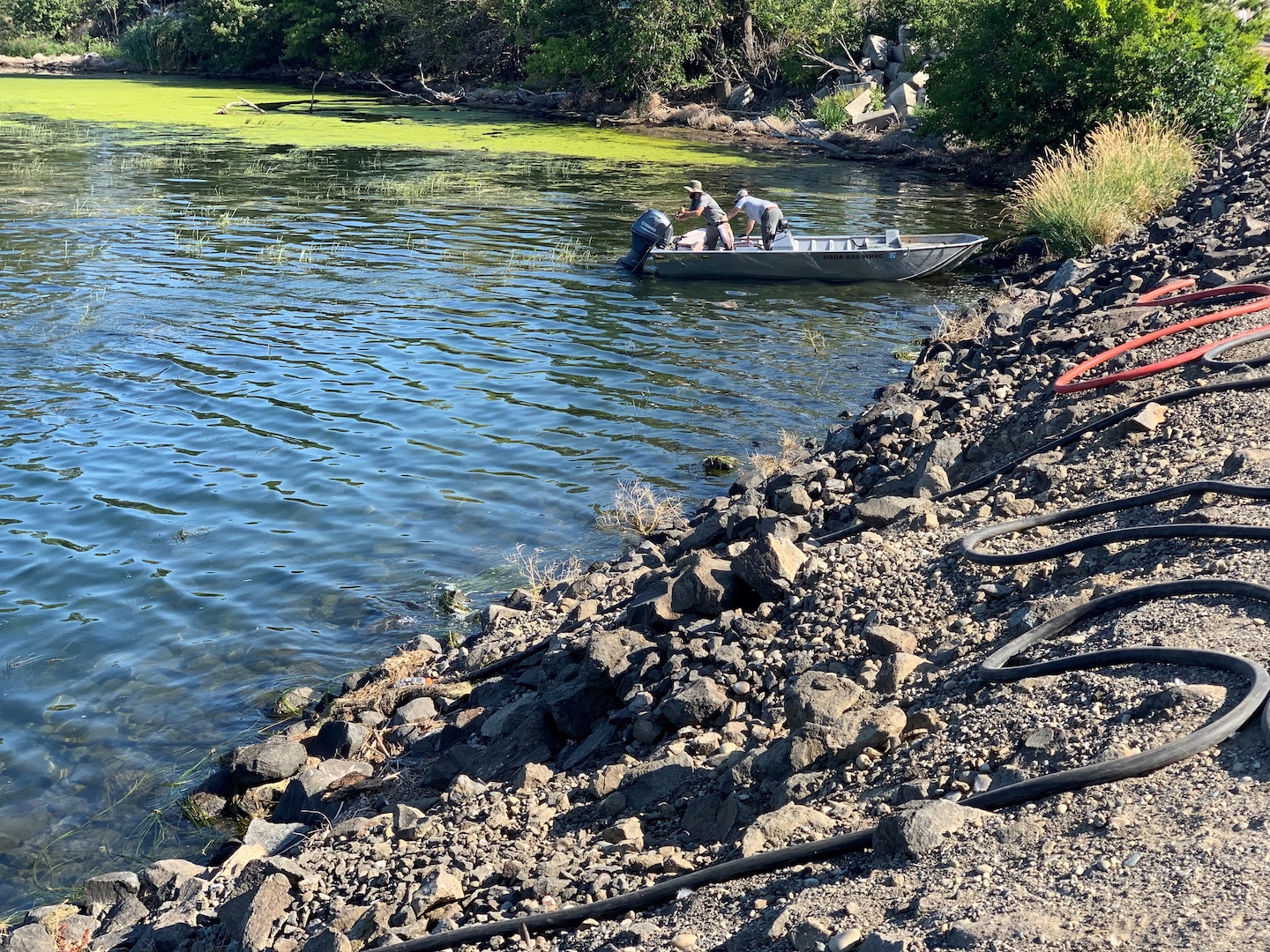 Two US Army Corps of Engineers employees inspect a flowering rush infestation from a boat.