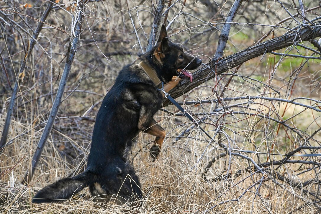 A military working dog jumps onto a tree surrounded by branches.