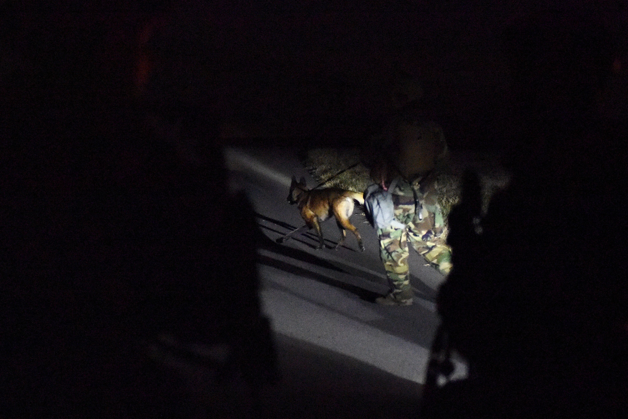 A military working dog with the 8th Security Forces Squadron sweeps the perimeter of Kunsan Air Base, Republic of Korea, March 22, 2021. An MWD handler is responsible for protecting and defending the base with their canine partner. (U.S. Air Force photo by Senior Airman Suzie Plotnikov)