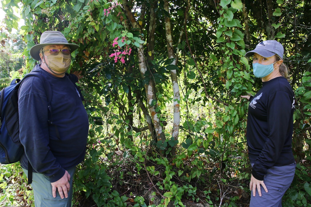 Dr. James McConnell, left, and Dr. Rachel Jolley from the University of Guam’s Guam Plant Extinction Prevention Program highlight the danger of Antigonon leptopus, also known as cadena de amor, to native plant life. Characterized by bright pink or white flowers, Antigonon leptopus vines spread aggressively until they completely enshroud surrounding plant life.  The vines also serve as food and shelter for invasive ungulates. Marine Corps Base Camp Blaz and the UoG are collaborating to restore and enhance 1,000 acres of Guam’s forests at enhancement sites as part of our commitment to a responsible military buildup process.