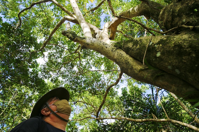 Dr. James McConnell, horticultural researcher, inspects Vitex parviflora, also known as the molave tree, in the North Finegayan Forest Enhancement Site, February 25, 2021. Large canopies of Vitex parviflora outcompete native plant life.  Marine Corps Base Camp Blaz and the University of Guam’s Guam Plant Extinction Prevention Program are researching removal methods for Vitex parviflora and other invasive species on Guam and in the CNMI. This is the largest forest restoration effort in recorded history on Guam, covering over 1,000 acres of forest enhancement sites as part of MCB Camp Blaz’s commitment to a responsible military buildup process.