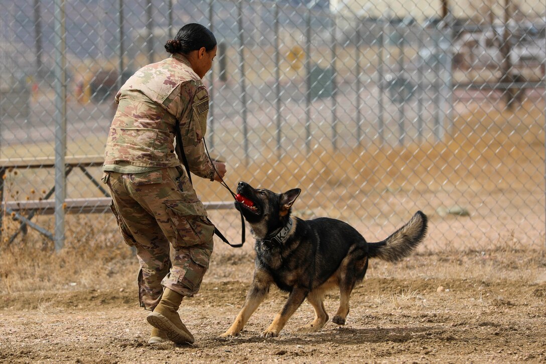 A soldier and a military working dog play together with a toy.
