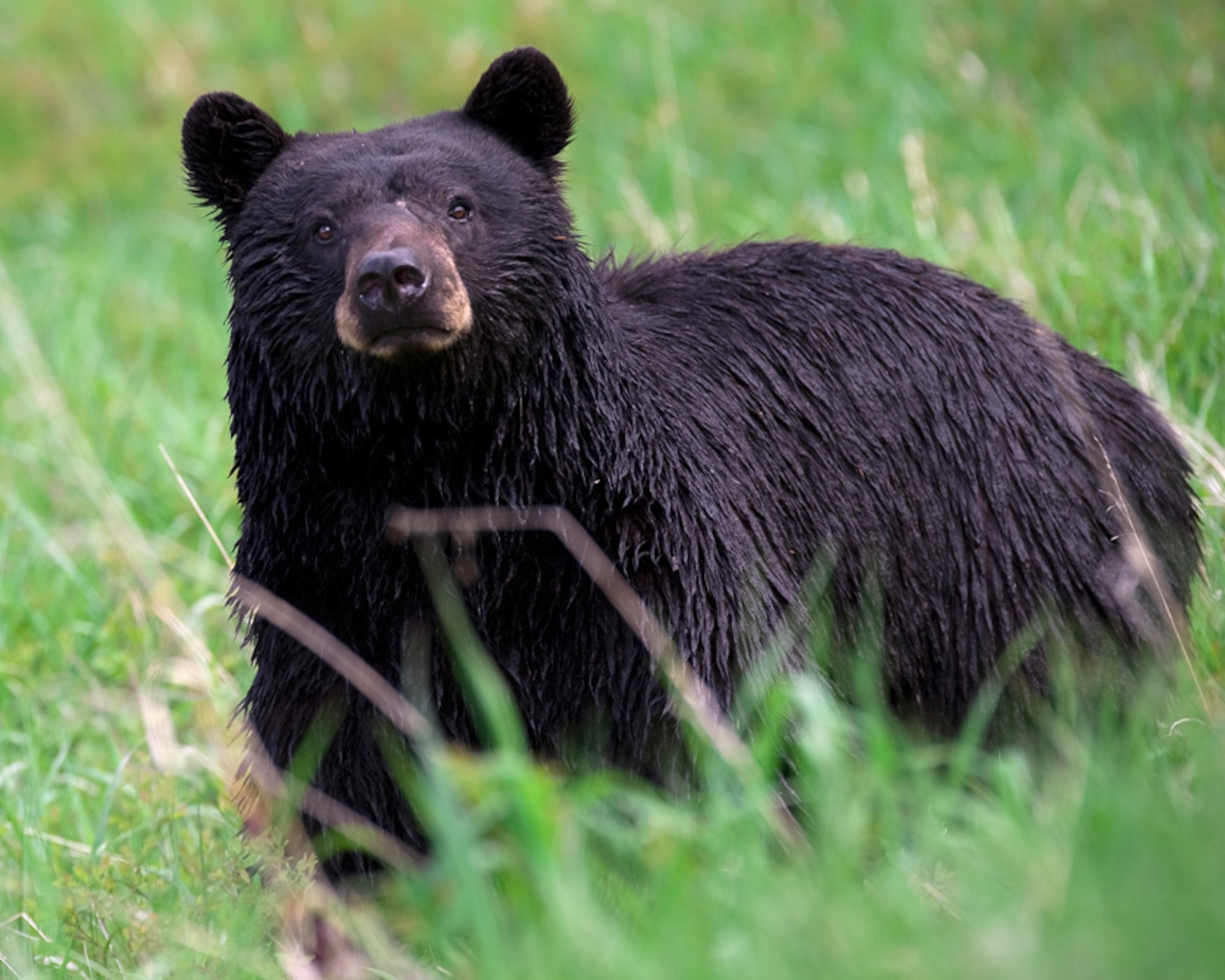 2021 Bear Safety