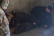 Military working dog, Ubi, practices bite work with Tech Sgt. Jake Mikell, a MWD Trainer assigned to the 628th Security Forces Squadron and Staff Sgt. Amadio Apilado, also a MWD trainer assigned to the 628th SFS, March 10, 2021 on Joint Base Charleston, S.C. Military working dogs are used in the military for detecting explosives, searching for contraband and drugs and patrolling. They advance their training on a daily basis and also hone in their skill that they have already learned.